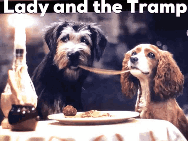Lady And The Tramp Spaghetti GIF - Lady And The Tramp Spaghetti Kiss GIFs