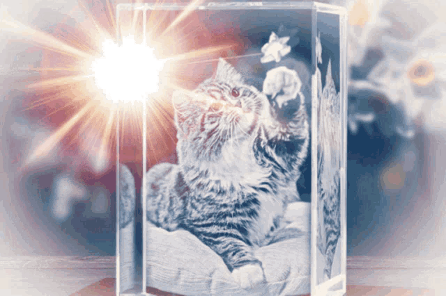 a picture of a cat in a glass cube with the sun shining through it