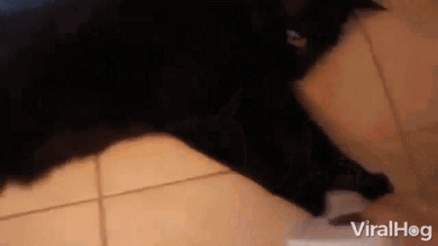 a black cat is laying on a tiled floor and playing with a white object .