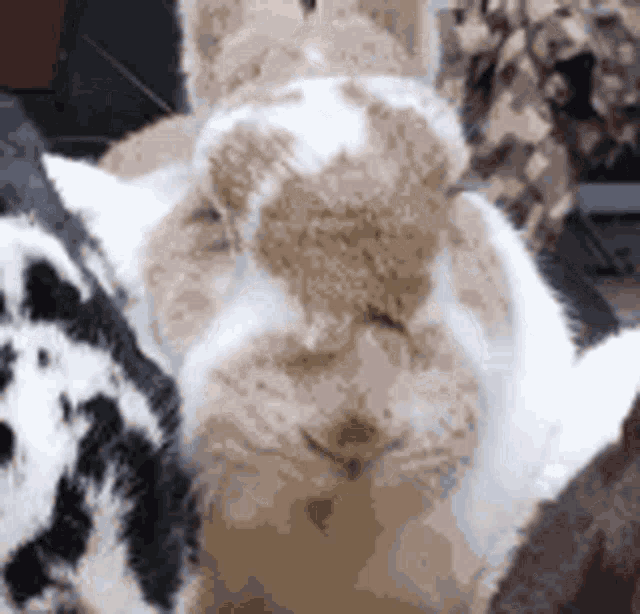 Bunny Gag Rabbit GIF - Bunny Gag Rabbit Chewing GIFs
