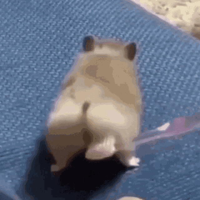 a hamster is sitting on a blue rug with a toothbrush in its mouth .