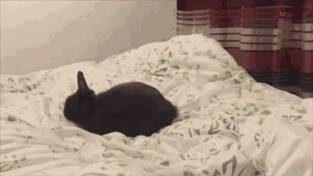 a small black rabbit is laying on a bed