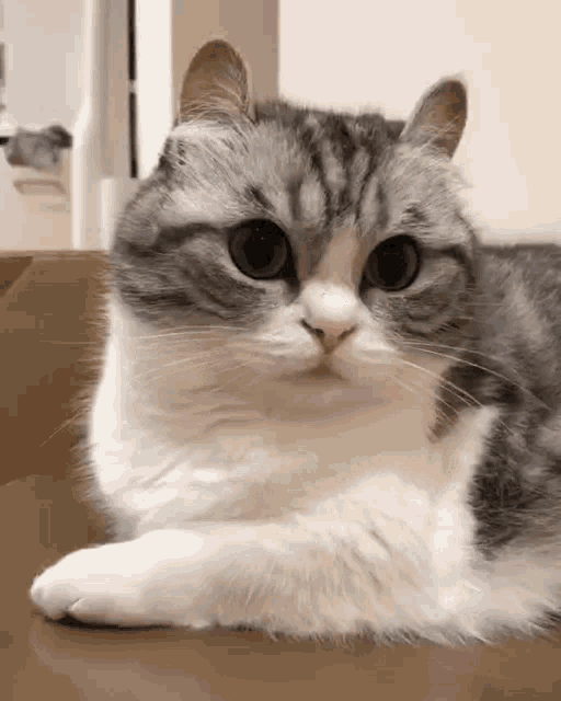 a gray and white cat is laying on a table with its paw on the table .