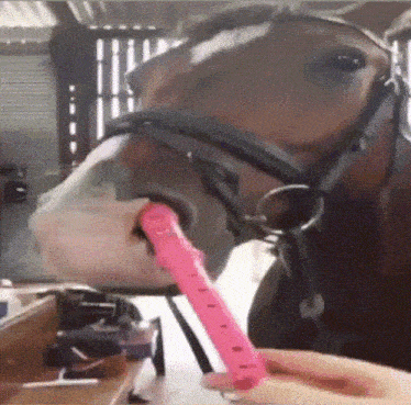a close up of a horse holding a pink item in its mouth