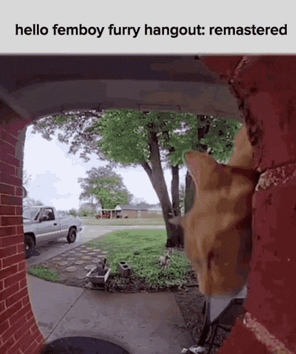 a picture of a cat looking out of a brick archway with the words hello femboy furry hangout remastered