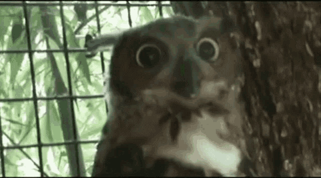 an owl is sitting on a tree branch looking at the camera .