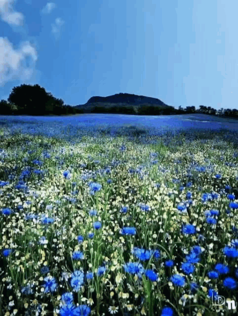 a field of blue and white flowers with a mountain in the background .