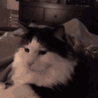 a black and white cat is laying on a bed with a blanket .