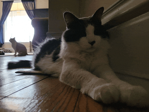 a black and white cat laying on a wooden floor next to another cat