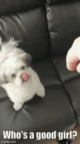 Tou Are The Best Good Girl GIF - Tou Are The Best Good Girl You Are GIFs
