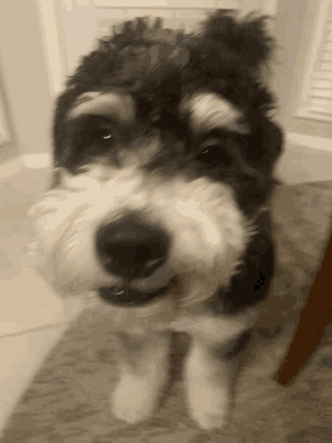 a black and white dog standing on a rug