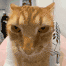 a close up of a cat 's face with a blurred background .