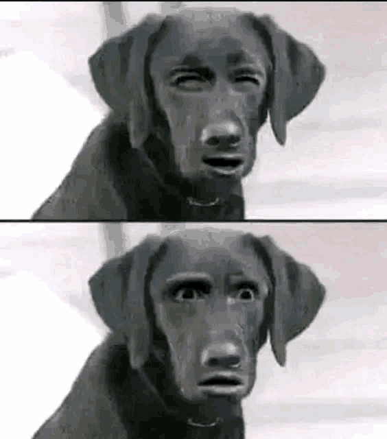 a black dog with a human face on its face .