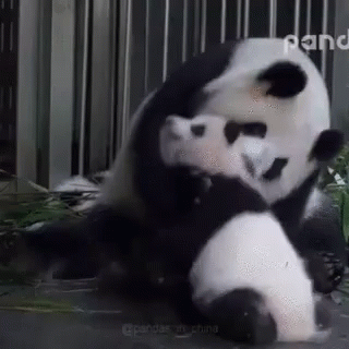 Come To Mama GIF - Panda Bear Hug GIFs