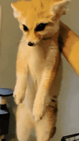 a person is holding a small fox in their hands