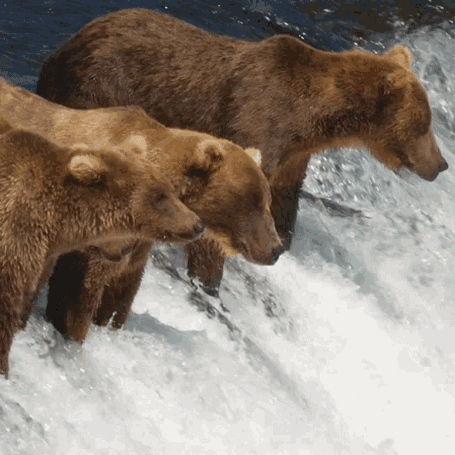 three bears are standing in the water near a waterfall