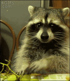 Raccoon Grapes GIF - Raccoon Grapes Eating GIFs