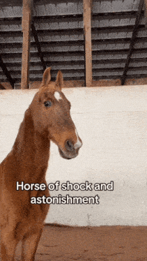 a brown horse standing in a barn with the words horse of shock and astonishment below it