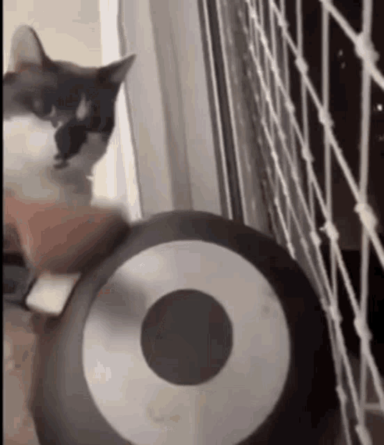 Cat Kitty GIF - Cat Kitty Pan GIFs