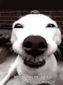 Smiles Dog GIF - Smiles Dog Derp GIFs