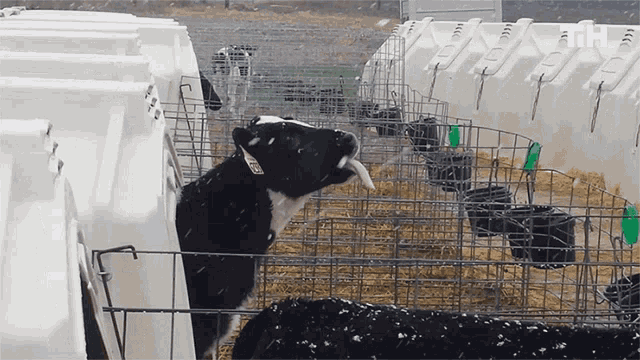 Snowing Cow GIF - Snowing Cow Licking GIFs