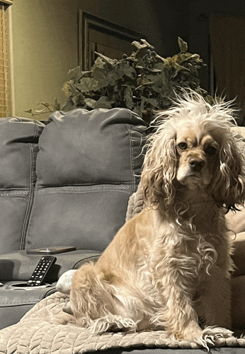a cocker spaniel is sitting on a couch next to a remote
