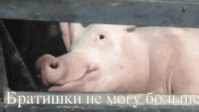 a picture of a pig behind a fence with a caption in russian that says " братишки не могу больше "