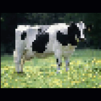 Cow Spin GIF - Cow Spin GIFs