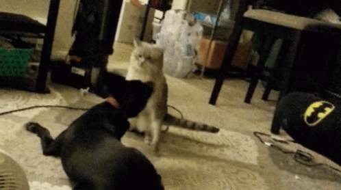 Hands Cat GIF - Hands Cat Square Up GIFs