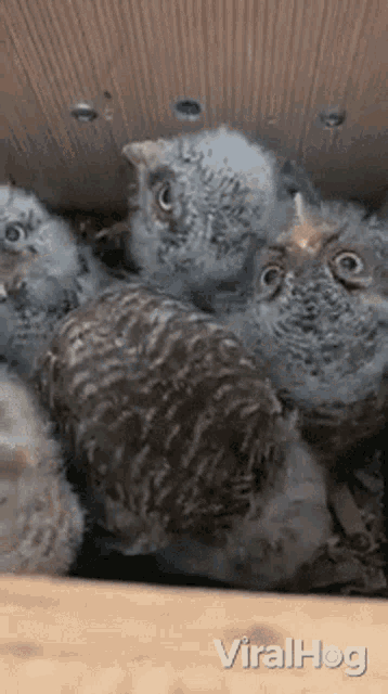 Baby Owl Viralhog GIF - Baby Owl Viralhog Cute GIFs