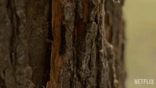 Chopping Wood Outer Banks GIF - Chopping Wood Outer Banks Getting Wood GIFs
