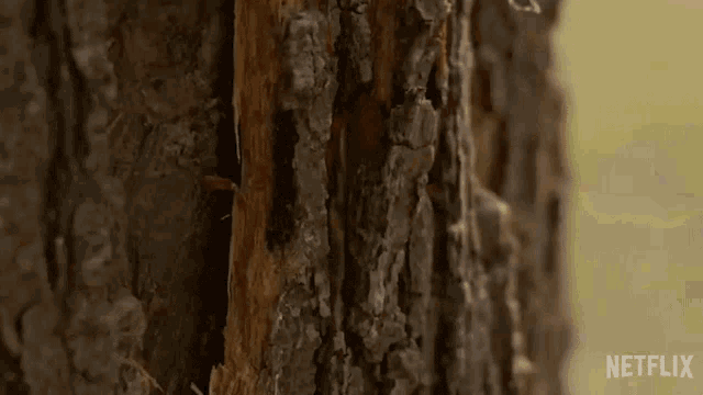 a close up of a tree trunk with a few pieces of wood missing .