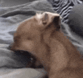 a dog is yawning while laying on a bed .
