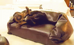 When You Fall Asleep On The Couch But You'Re Hungover GIF - Couch Fall Asleep Dog GIFs