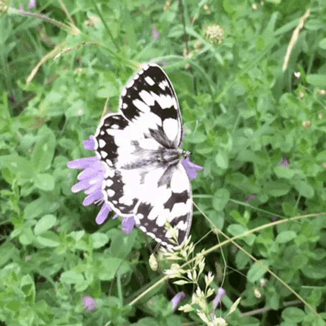 a black and white butterfly sits on a purple flower