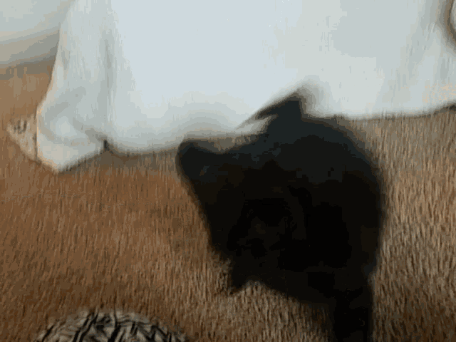 a blurry picture of a black cat walking on a brown carpet