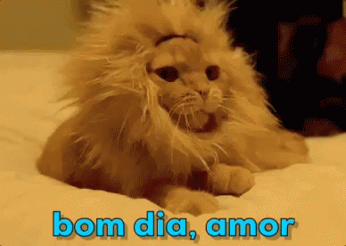 Bom Dia Meu Amor / Gatinho / Gato Acordando GIF - Good Morning Love Cat GIFs