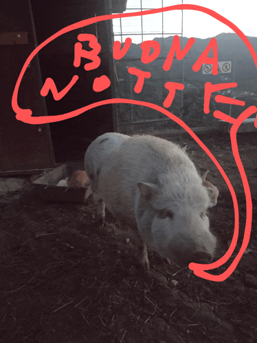 a drawing of a pig with the words buona notte written on it
