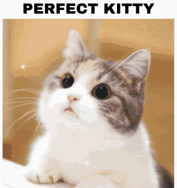 a picture of a cat that says perfect kitty