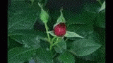 Rose Bloom GIF - Rose Bloom Time Lapse GIFs