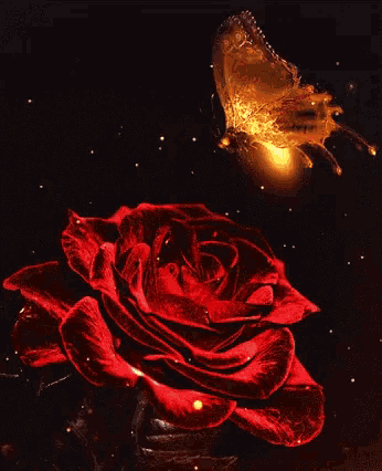 a butterfly is flying over a red rose