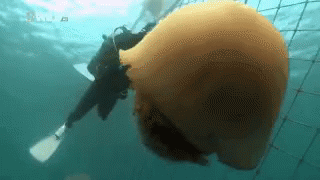 Diver Jellyfish GIF - Diver Jellyfish GIFs