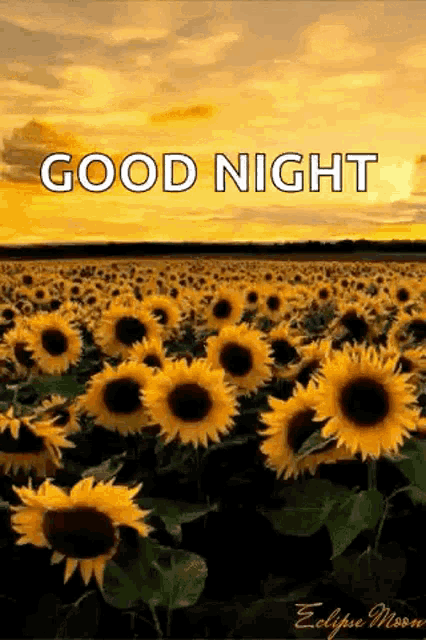a field of sunflowers with the words `` good night '' written on the bottom