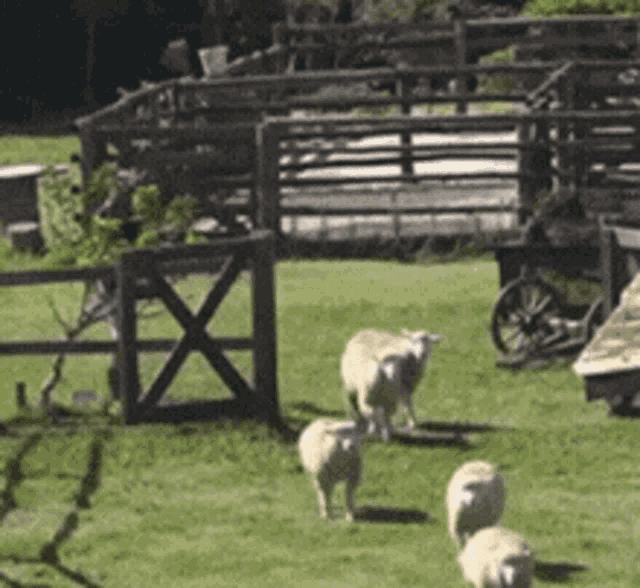 a herd of sheep standing in a grassy field with a wooden fence in the background