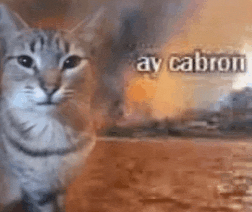 a cat is standing in front of a burning building with the words ay cabron written on the bottom .