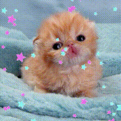 a kitten is sitting on a blue blanket with stars coming out of its mouth