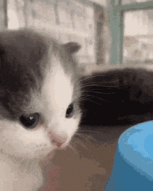 a close up of a gray and white kitten looking at a blue object .