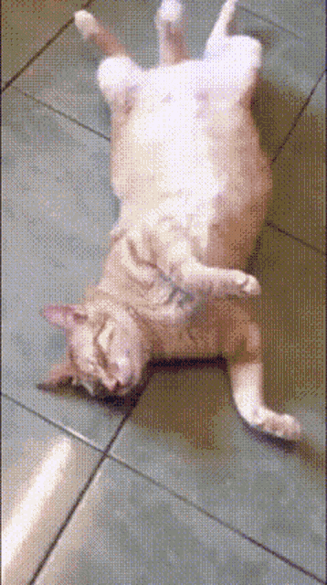 a cat is laying on its back on the floor