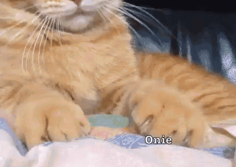 My Cutie Cat GIF - Cat Kitten Ribbon GIFs