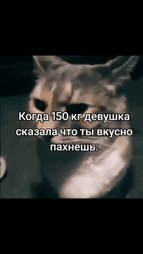 a cat is looking at the camera with a caption in russian